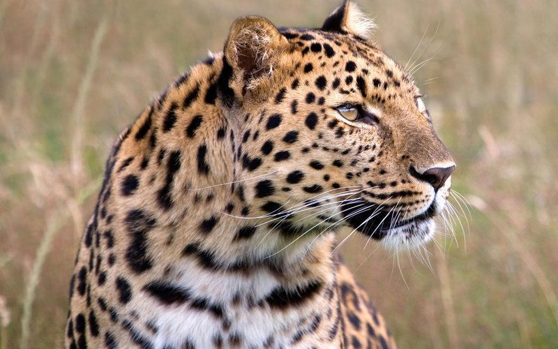 male_amur_leopard_wildlife_heritage_uk-wide.jpg