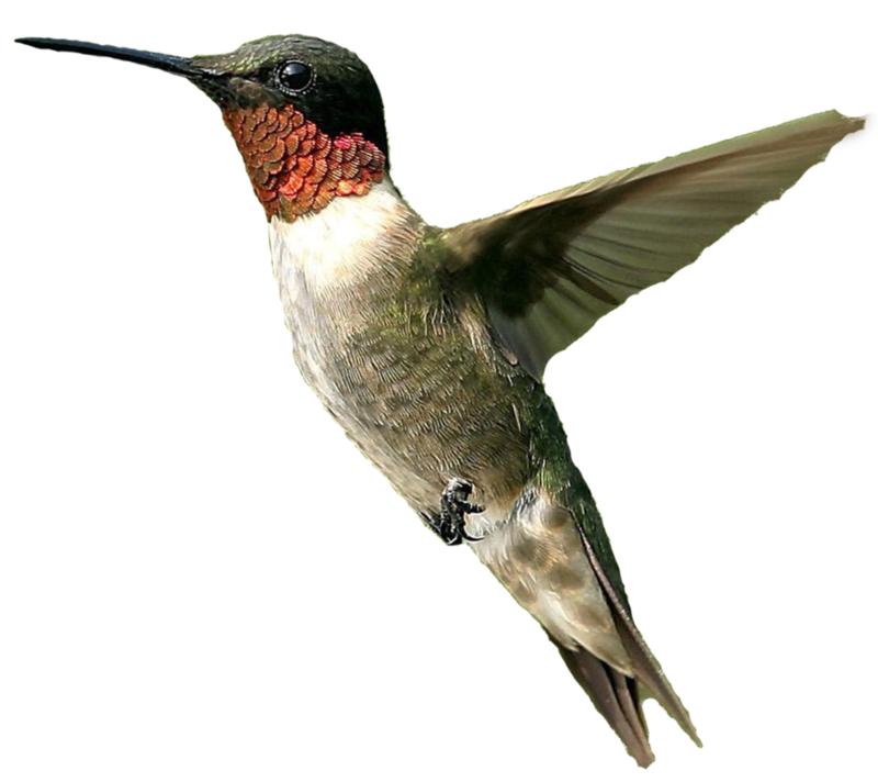 male_humming_bird_png_by_doloresdevelde-d4ktla0.png