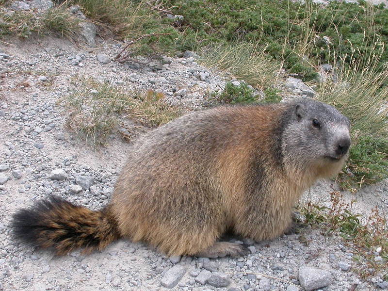 marmotte-125.jpg