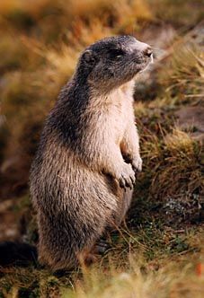 marmotte-130.jpg