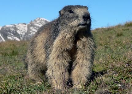 marmotte-205.jpg