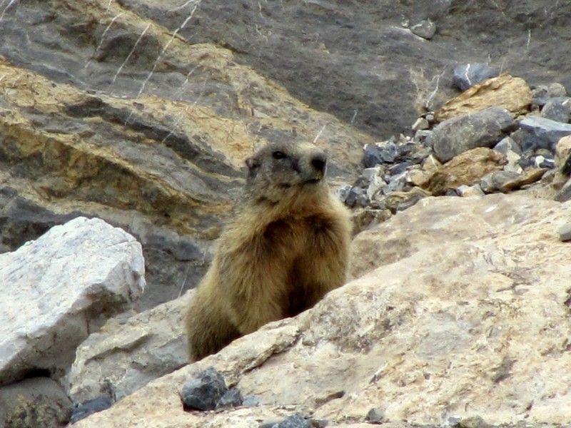 marmotte-227.jpg