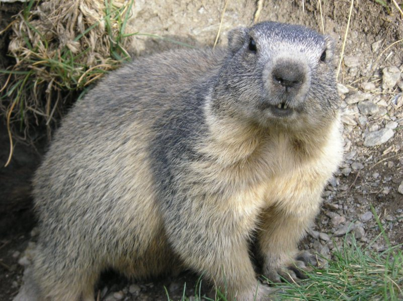 marmotte-2433496589689689.png