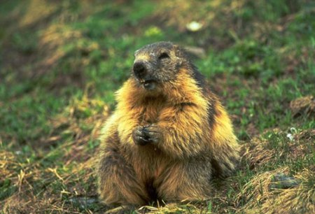 marmotte-4332983498349498.png