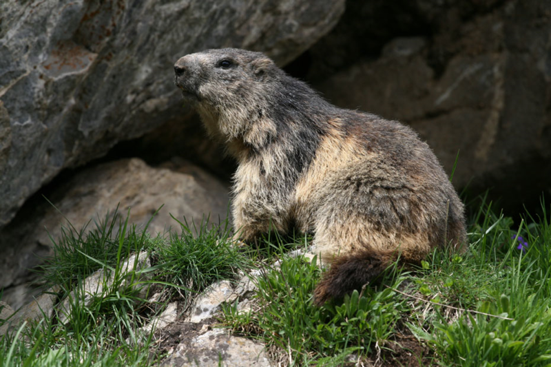 marmotte-534349865895689659.png