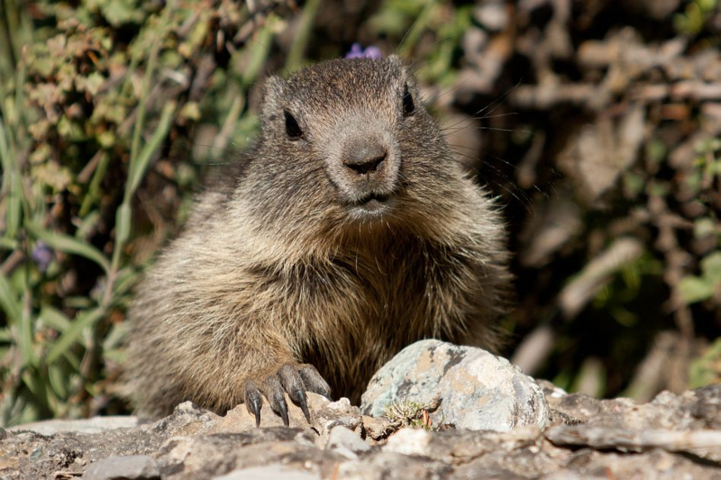 marmotte-65906906709769076091.png