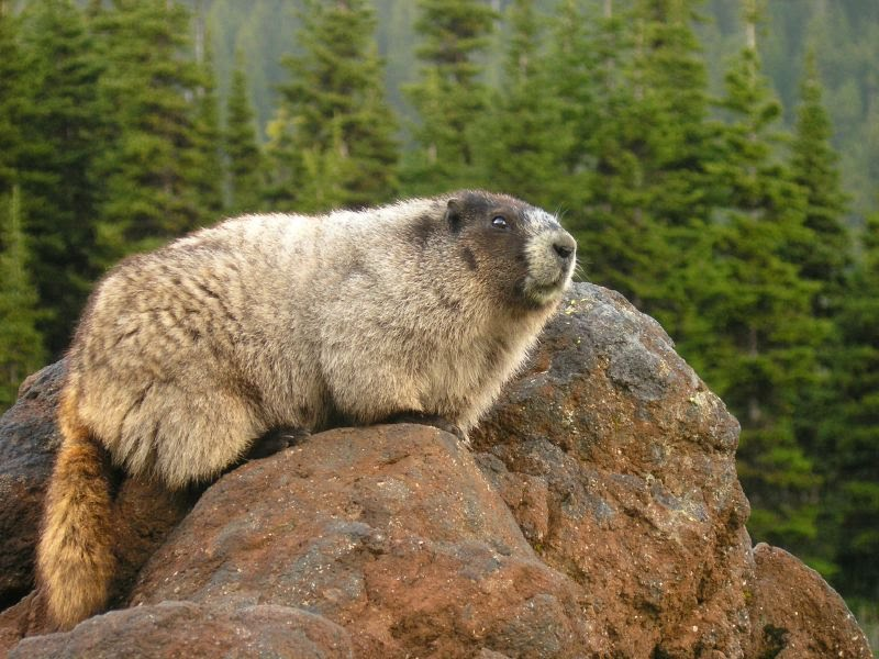 marmotte-84343959065906590.png
