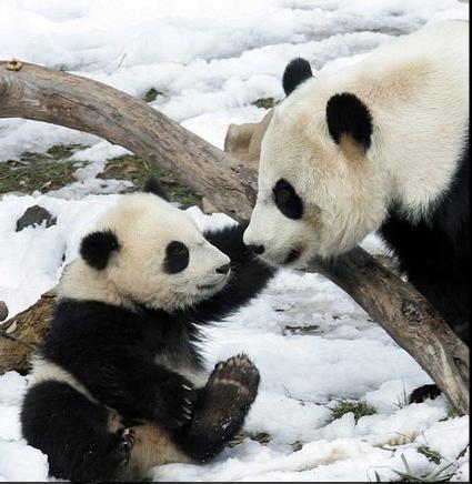 mom-and-baby-panda.jpg