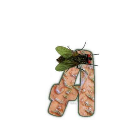 mouche-999-1.jpg