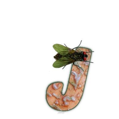 mouche-999-10.jpg