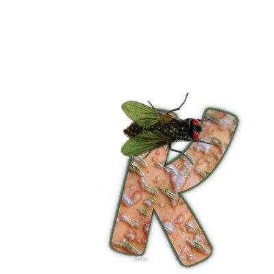 mouche-999-11.jpg