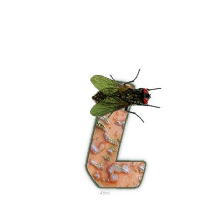 mouche-999-12.jpg