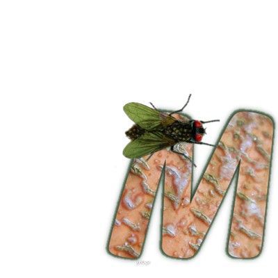 mouche-999-13.jpg