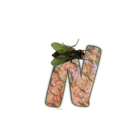 mouche-999-14.jpg