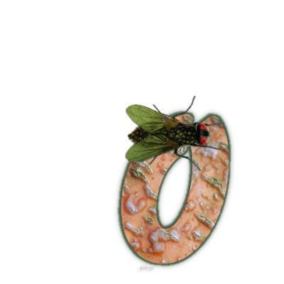 mouche-999-15.jpg