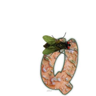 mouche-999-17.jpg
