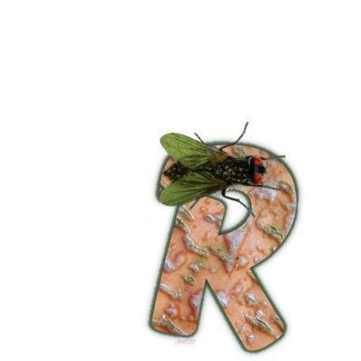 mouche-999-18.jpg