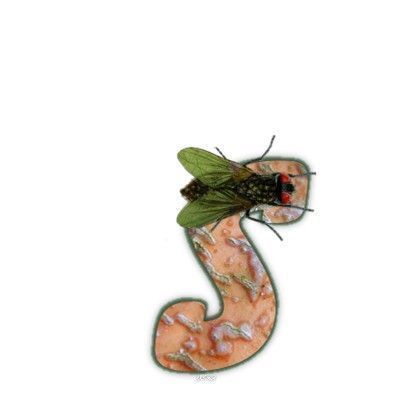 mouche-999-19.jpg