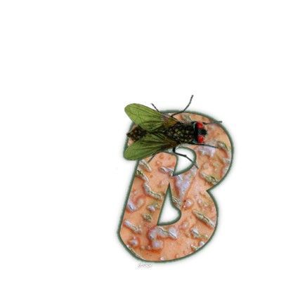 mouche-999-2.jpg