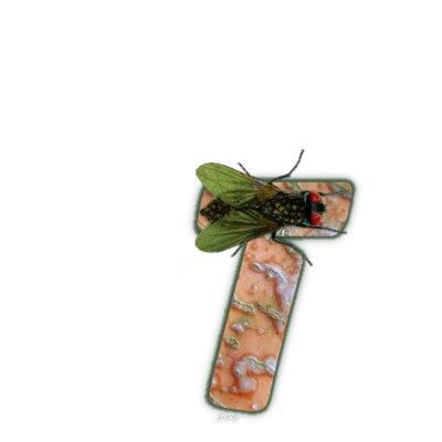 mouche-999-20.jpg