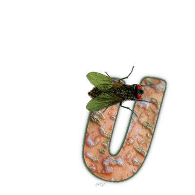 mouche-999-21.jpg
