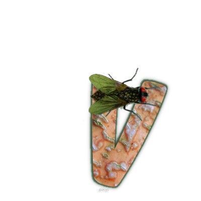mouche-999-22.jpg