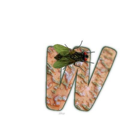 mouche-999-23.jpg