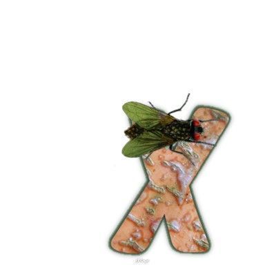 mouche-999-24.jpg