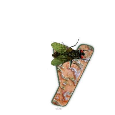 mouche-999-25.jpg