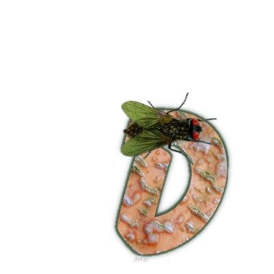 mouche-999-4.jpg