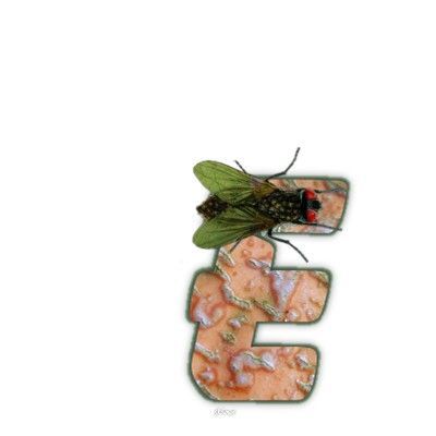 mouche-999-5.jpg