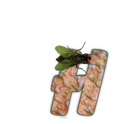 mouche-999-8.jpg