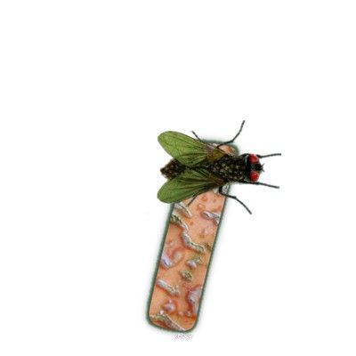 mouche-999-9.jpg