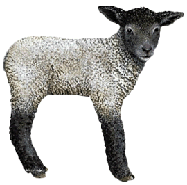 mouton-1.gif