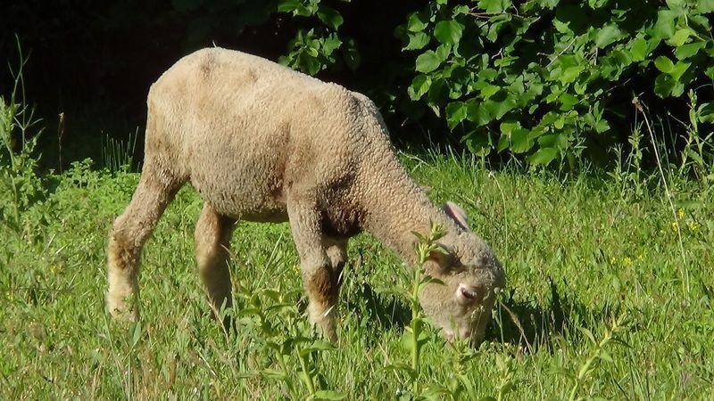 mouton-1.jpg