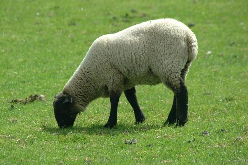mouton-106_1.jpg