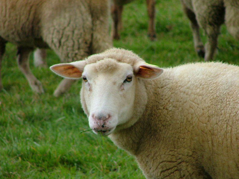 mouton-11_1.jpg