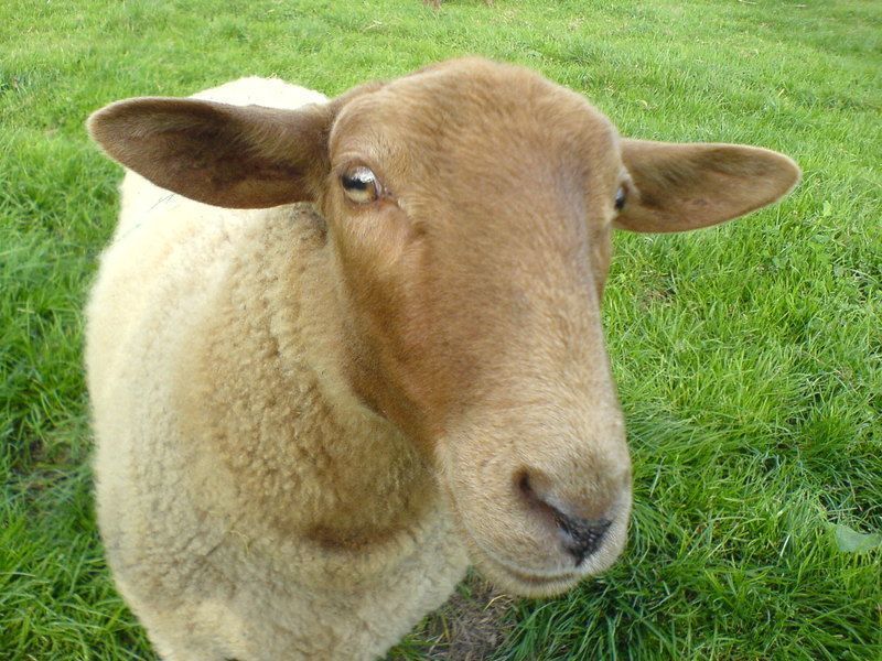 mouton-133.jpg