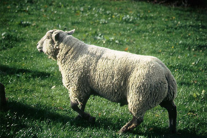 mouton-143.jpg