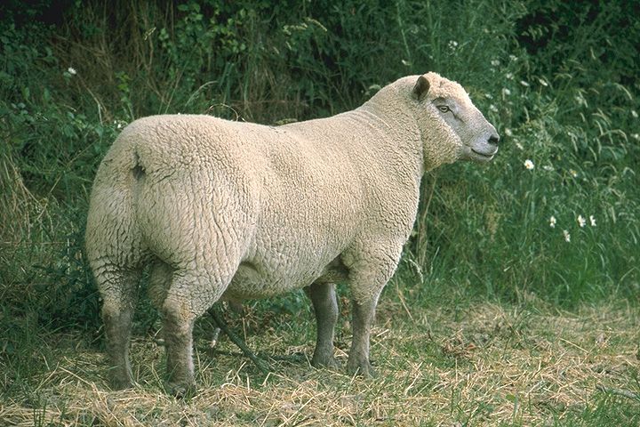 mouton-144.jpg