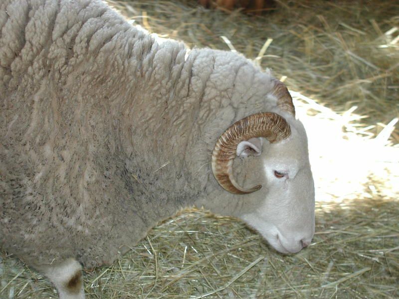 mouton-151.jpg