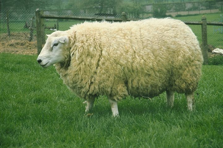 mouton-152.jpg