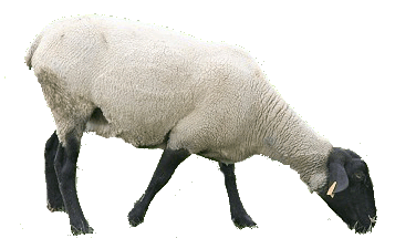 mouton-2.gif