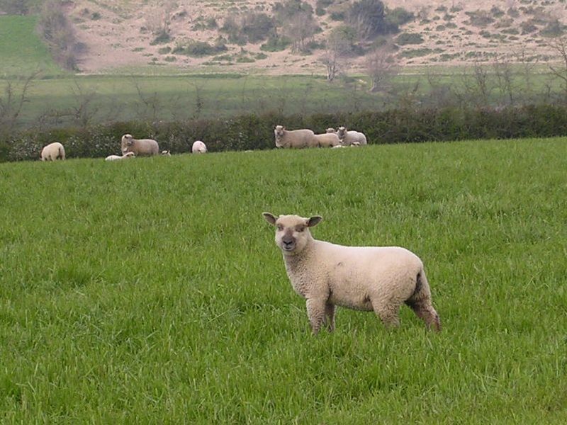 mouton-31.jpg