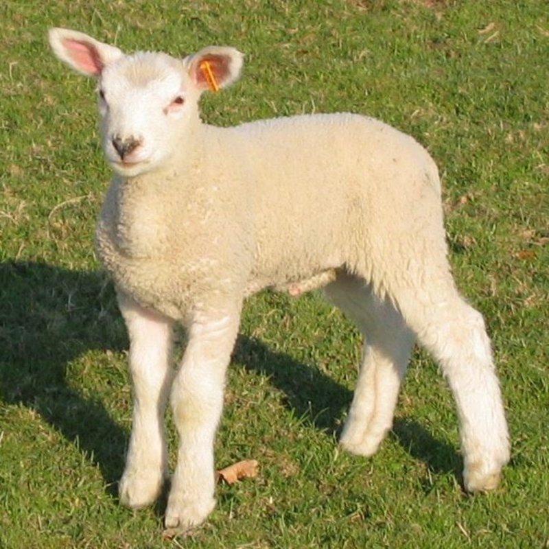 mouton-43_1.jpg