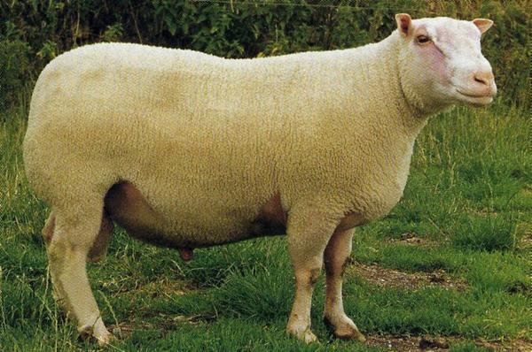 mouton-48.jpg