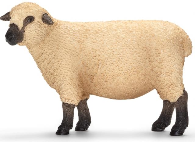 mouton-50.jpg