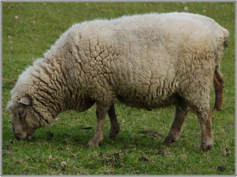 mouton-51.jpg