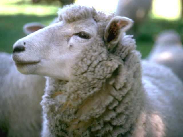 mouton-64.jpg