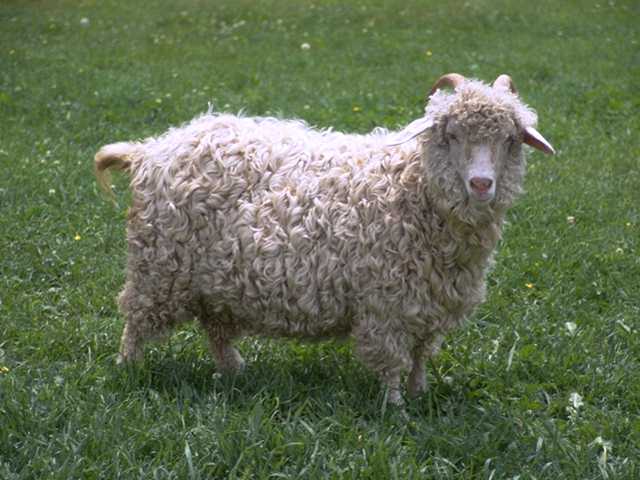 mouton-69.jpg